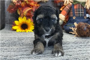 Rhianna - puppy for sale