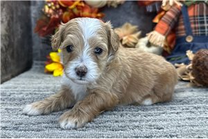 Raya - puppy for sale