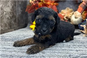 Rileigh - puppy for sale