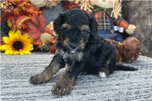 Rome - puppy for sale