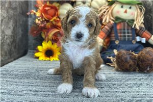Reese - Poo-Ton for sale