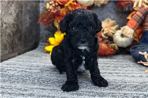 Rosie - puppy for sale
