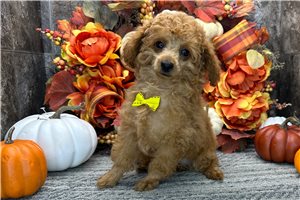 Peter - Poodle, Miniature for sale