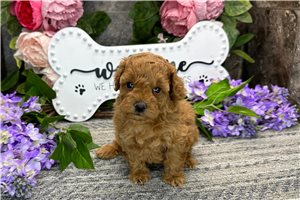 Paisley - Poodle, Miniature for sale