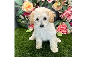 Raelynn - Miniature Poodle for sale