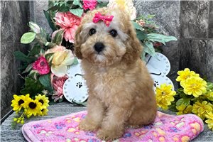 Emmaline - puppy for sale