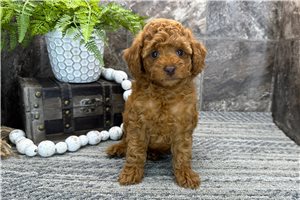 Pippa - Poodle, Miniature for sale