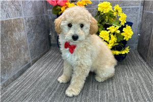 Liam - Miniature Poodle for sale
