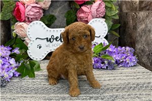 Pippa - puppy for sale