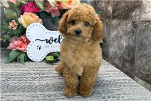 Peter - Poodle, Miniature for sale