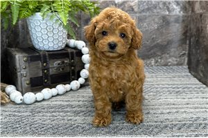 Paisley - Poodle, Miniature for sale