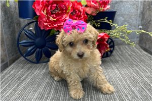 Dora - puppy for sale