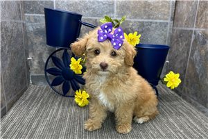 Loren - puppy for sale