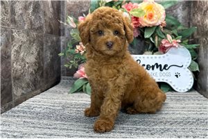 Pippa - Poodle, Miniature for sale
