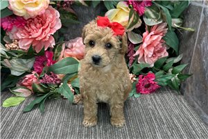 Liza - puppy for sale