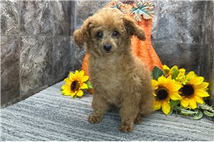 Peter - Miniature Poodle for sale