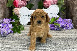 Peter - puppy for sale
