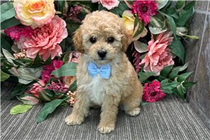Leon - puppy for sale