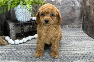Peter - Poodle, Miniature for sale