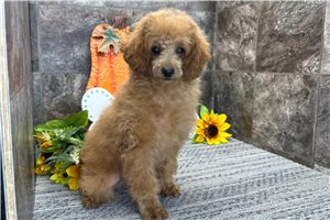 Peter - Miniature Poodle for sale