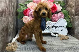 Max - Poodle, Toy for sale