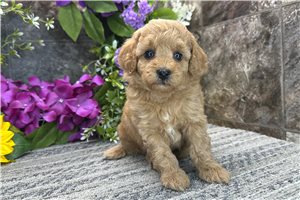 Lacey - puppy for sale