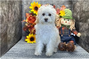 Rose - Toy Poodle for sale