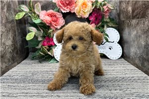 Missy - puppy for sale
