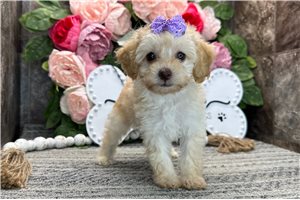 Rose - Toy Poodle for sale