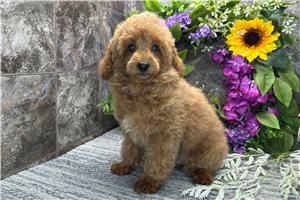 Max - Poodle, Toy for sale