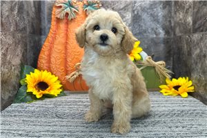 Raya - Poodle, Toy for sale