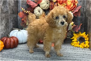Rumi - Toy Poodle for sale