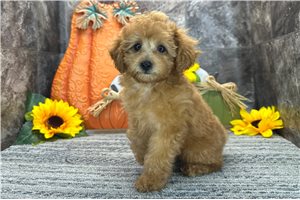 Rumi - Poodle, Toy for sale