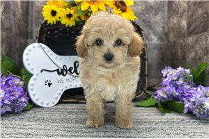 Mitchell - Poodle, Toy for sale
