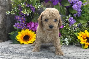 Missy - puppy for sale