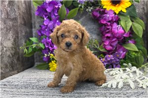 Rumi - puppy for sale
