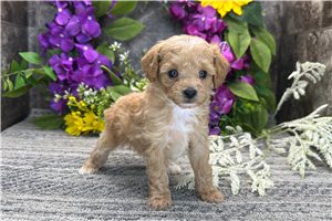 Rylee - Poodle, Toy for sale