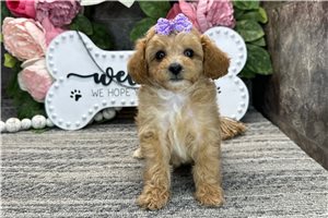 Rylee - Poodle, Toy for sale