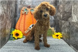 Max - puppy for sale