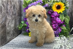 Mitchell - Poodle, Toy for sale