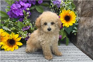 Mitchell - Poodle, Toy for sale