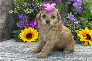 Maggie - Poodle, Toy for sale
