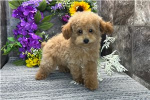 Missy - Poodle, Toy for sale