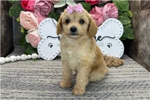 Raya - Poodle, Toy for sale