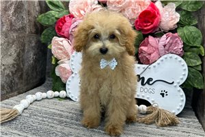 Mitchell - Poodle, Toy for sale
