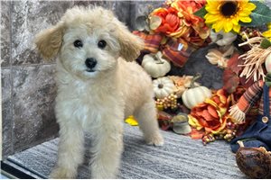 Raya - Toy Poodle for sale