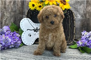 Max - Poodle, Toy for sale