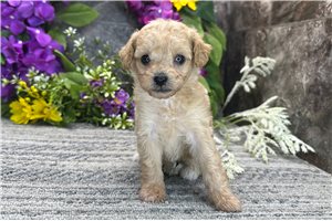 Raya - Poodle, Toy for sale