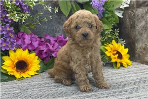 Max - Poodle, Toy for sale