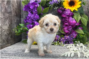 Rose - Poodle, Toy for sale